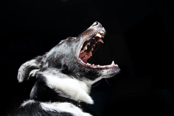 personal-injury-template-dog-bite-img